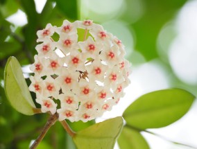 鄄城田园花卉与北京馨宜花卉园的美丽邂逅鄄城花卉基地